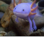 Blue axolotl group (you don’t have to be blue)