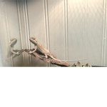 Bearded dragon gang10