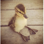 The Ducky Bros