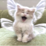 WELOVECATS GROUP