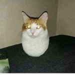 biggest cats fan group