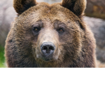 funnybear studioz