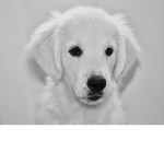 Dogs Are The Best!!!!