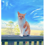 Cats Are Pretty Rad