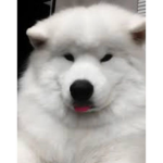 floofy doggy