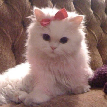 Favorite if you love cats!