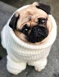 !The Pug Fam!