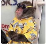 The monkey side