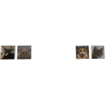 Cats!!