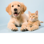 i love pets~!!!!!!!!! pets
