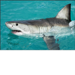 The Shark Army Royal #####