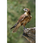 Dreams Of Falcons