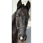 Horse riders group