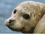 The Seal481 Badger Riders