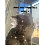 Of you like kitties join the group