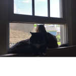 kitten famus