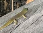 Silly Geckozz