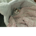 Kittens and mine