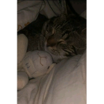 Lena liebt katzen