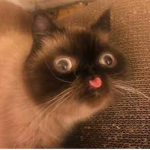 CATS ARE GOD PETS