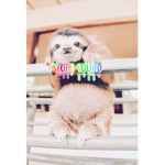 Sloth squad slothball00