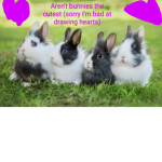 bunny/rabbit family