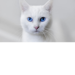 Meows Makers
