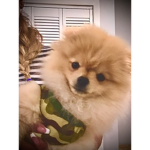simba poops