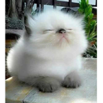 ~😻 Little Fluff-Ball Kitty Cats😻~