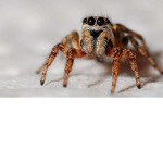 spider gooing to get you