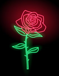 Star Struck Roses