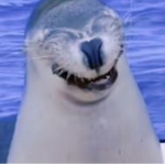 you are cool what did. you say