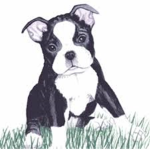 Dog fans |Boston terriers