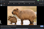 Capybara Cart