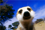 Meerkat lovers