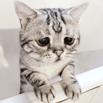 gamp feed your cat