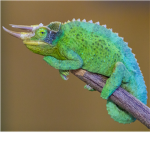 Chameleon Army