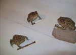 -FROGGY CULT-