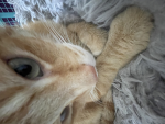 The crazyy catss