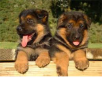 ♥ german shepherd lovers ♥