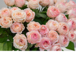 ROSE BHADDIE$
