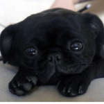Pugs Gr0up
