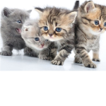 kitty catty fan club