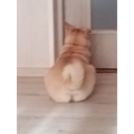 Pets Simulator X