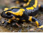 LIT Salamanders