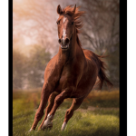 The crazy horse