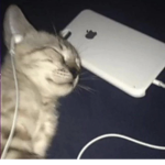 Mischievús