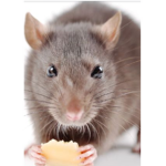 The rat escort