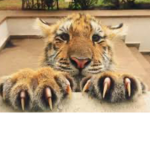 CLAW$