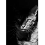 |~spirit cats~|